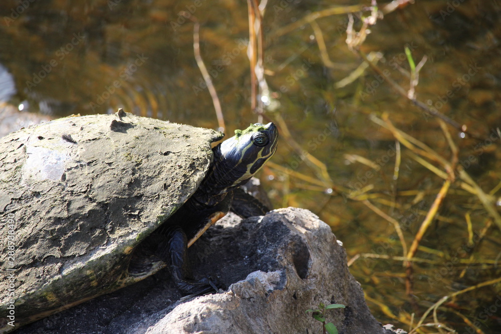 Fototapeta premium Basking Turtle