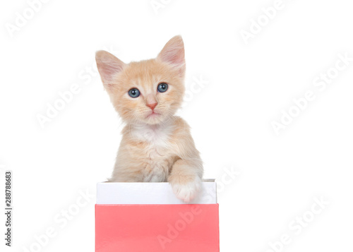 Adorable orange buff and white kitten peaking out of a pink and white gift box, isolated on white. Looking directly at viewer. Animal antics.
