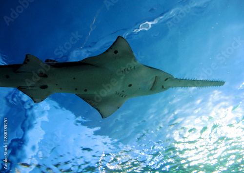 Ansicht eines Sägehais von unten, die Familie der Sägehaie (Pristiophoridae) bildet eine Familie der Haie, die ihrerseits aus zwei Gattungen, Pliotrema und Pristiophorus besteht