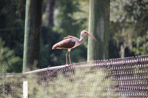 Ibis on Fence
