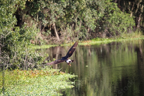 Bird of Prey in marsh