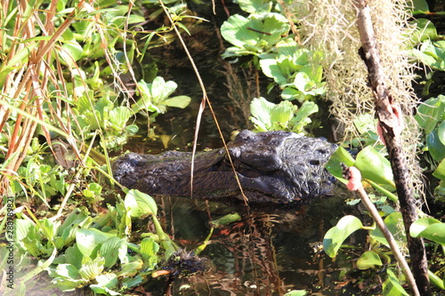 Mother Gator
