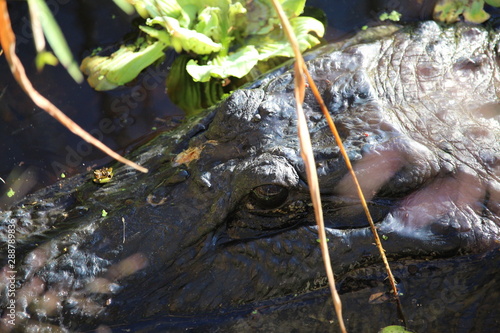 Alligator Face Closeup