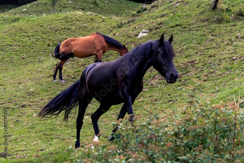 Fototapeta Naklejka Na Ścianę i Meble -  Black horse in the field