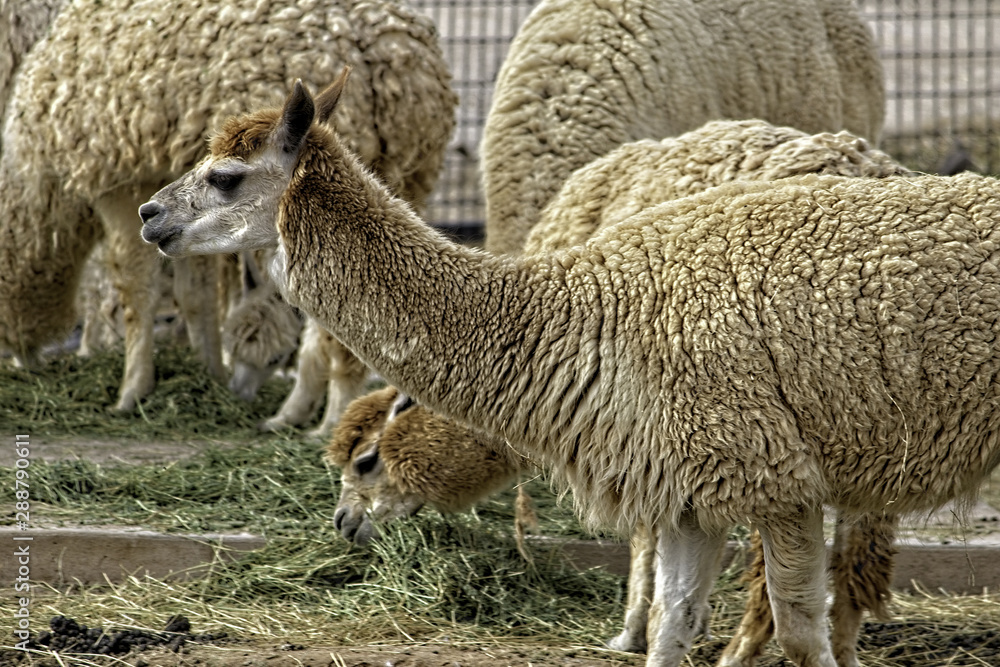 Litchfield Park, Arizona /USA/ - November 09 2017 Wildlife World Zoo: Alpacas. One in front with face in focus. Litchfield Park, Arizona /USA/ - November 09 2017 Wildlife World Zoo: Alpacas. One in front with face in focus.