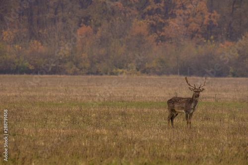 Fototapeta Naklejka Na Ścianę i Meble -  Wild deer in autumn colorful background (Dama Dama)