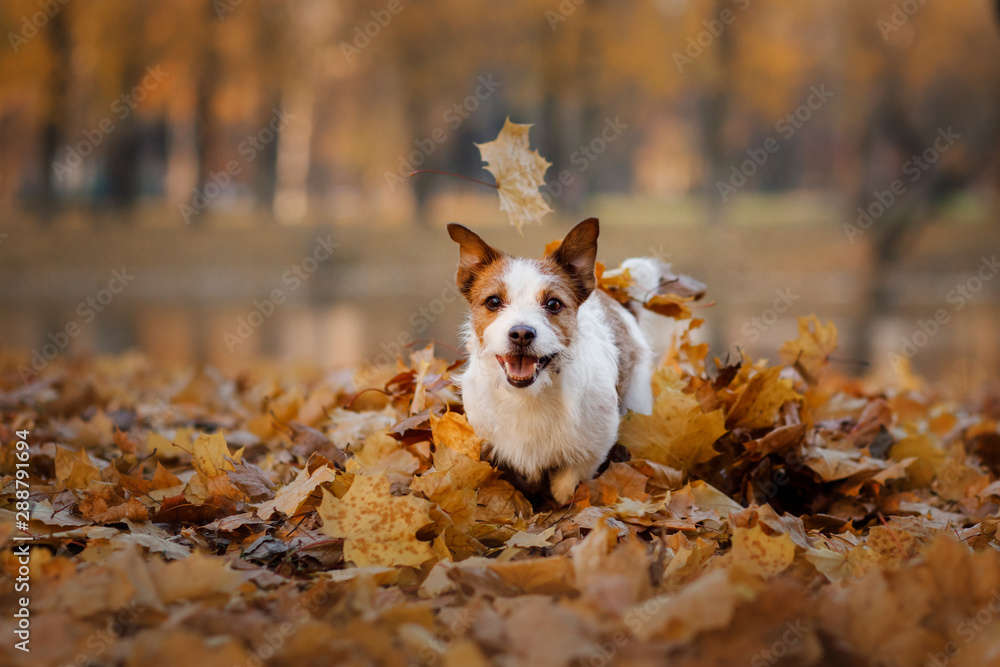 dog in the autumn in the park. Jack Russell Terrier in colored leaves on natur dog in the autumn in the park. Jack Russell Terrier in colored leaves on natur