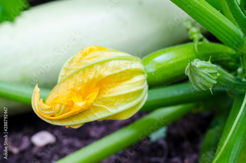 Fruit of young zucchini with flower growing on bush.