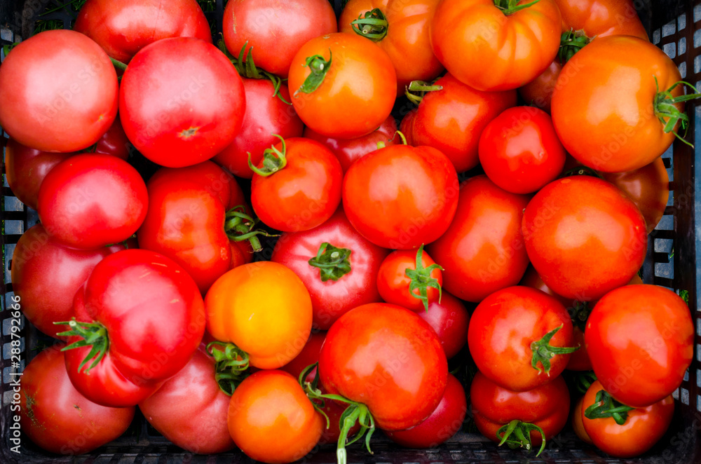 Crates with ripe tomatoes stand on the grass, harvesting, summer