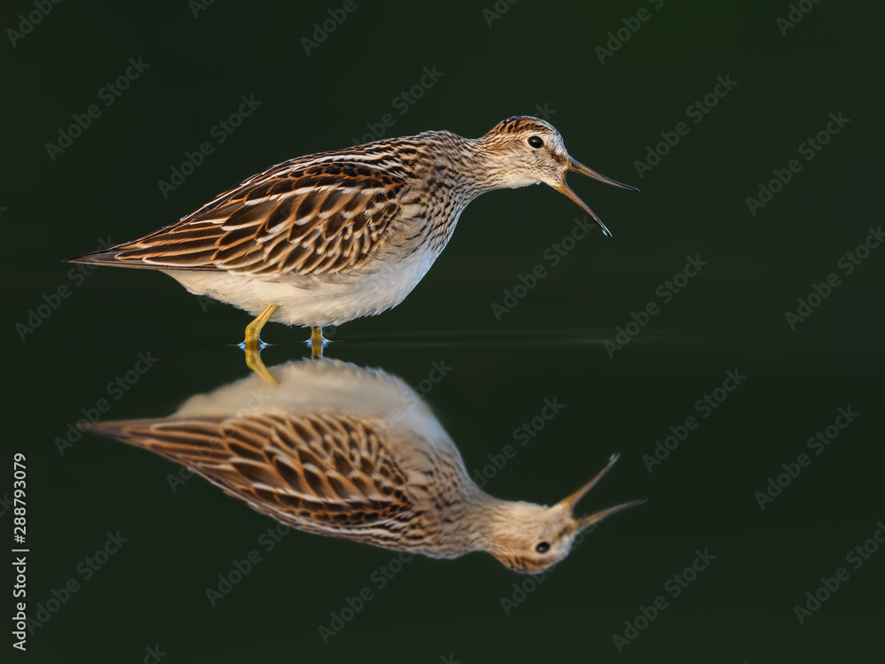Fototapeta premium Pectoral Sandpiper Calling with Reflection on Dark Green Background, Portrait