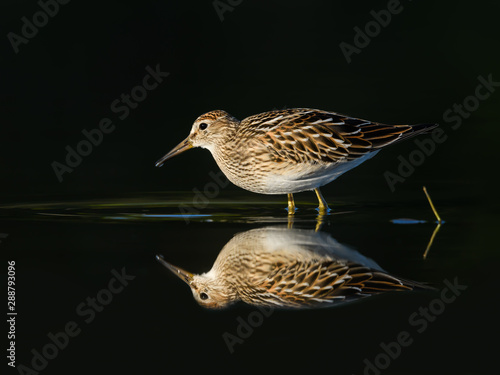 Pectoral Sandpiper with Reflection on Dark Green Background, Portrait photo