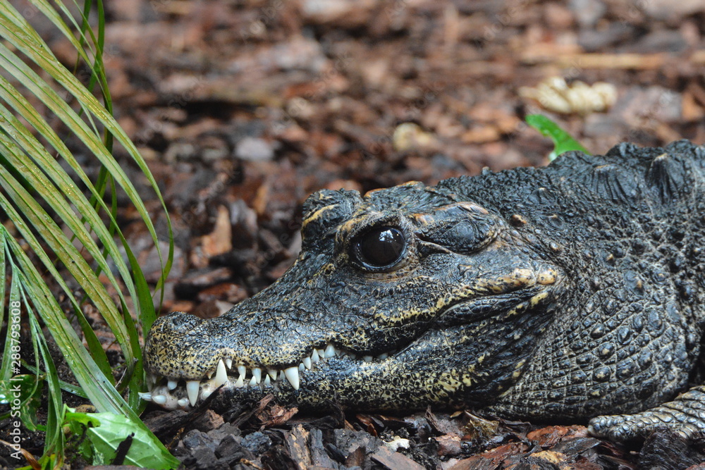 Fototapeta premium Crocodile