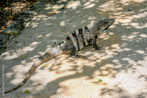 Iguana in shadow