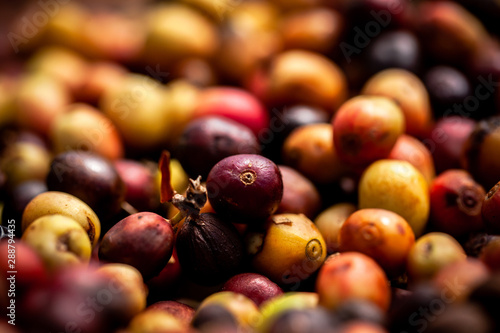 Raw coffee berries