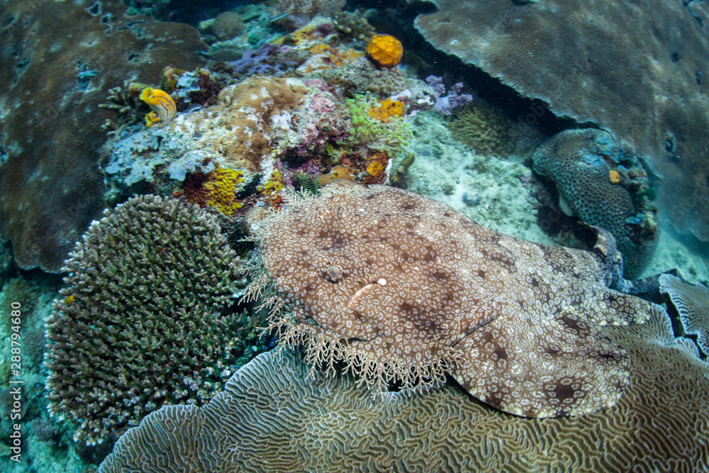 A Tasselled wobbegong, Eucrossorhinus dasypogon, lies in wait on a coral reef amid the remote islands of Raja Ampat, Indonesia. This equatorial region is possibly the center for marine biodiversity. A Tasselled wobbegong, Eucrossorhinus dasypogon, lies in wait on a coral reef amid the remote islands of Raja Ampat, Indonesia. This equatorial region is possibly the center for marine biodiversity.