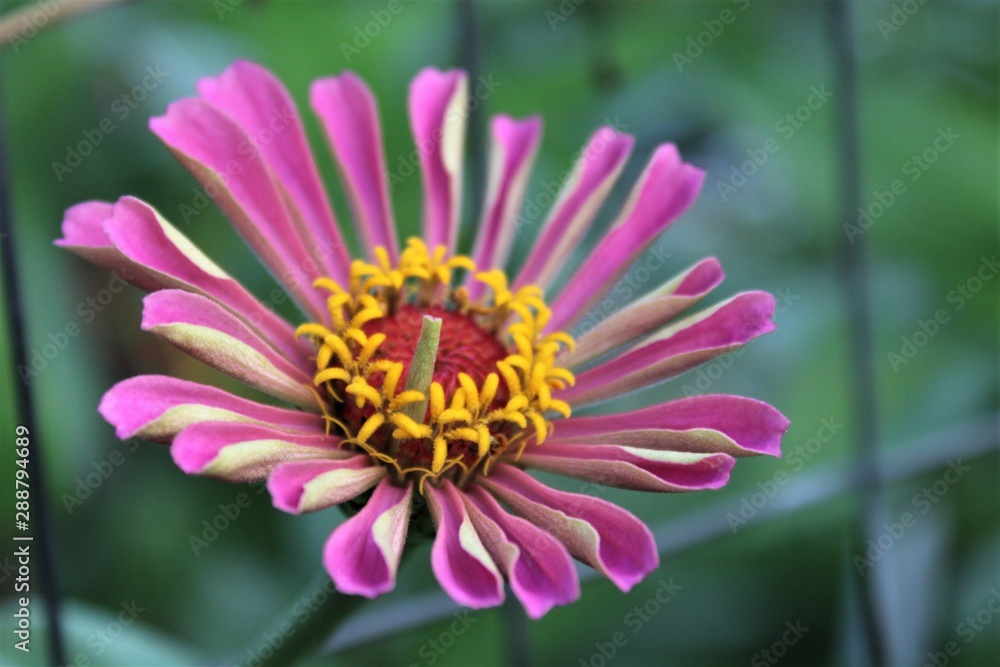 Obraz premium purple zinnia bloom