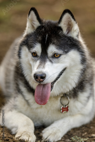 Siberian Husky male resting. Off-leash park in Northern California.