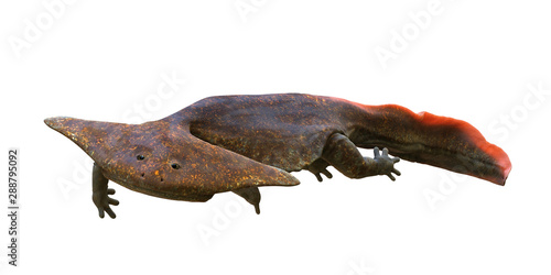 Diplocaulus, extinct amphibian from the Late Carboniferous to Permian period isolated on white background photo