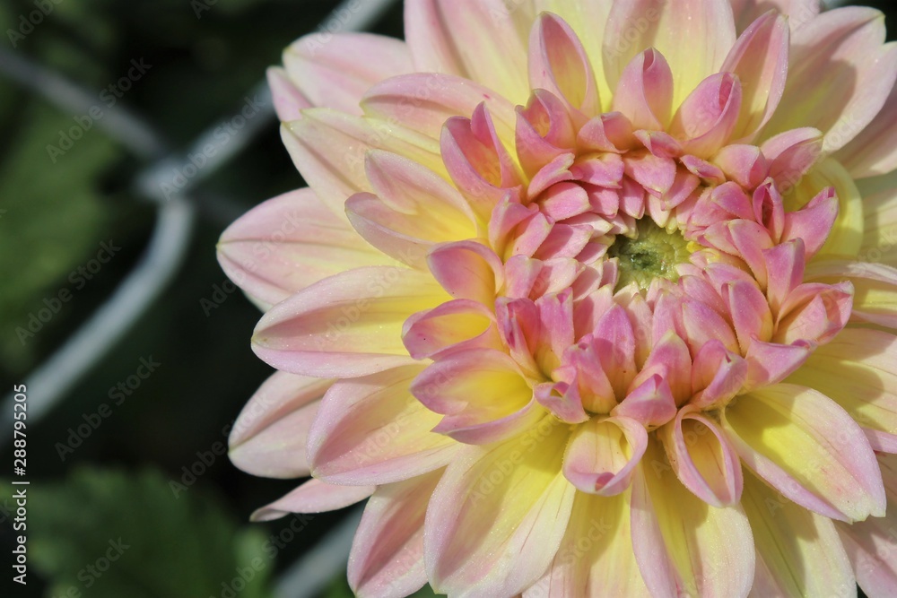 white yellow pink dahlia flower closeup