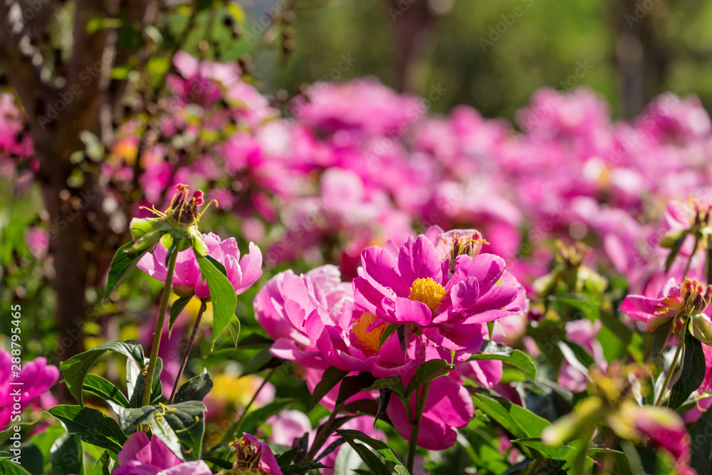 Peony blossoms in the park