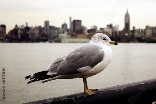 Seagull against New York City Skyline in Hoboken, New Jersey photo
