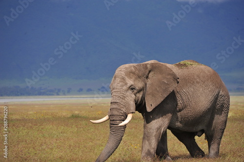 elephant in serengeti national park tanzania africa