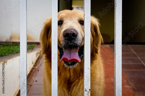 Golden Retriever Dog looking through an iron gate
