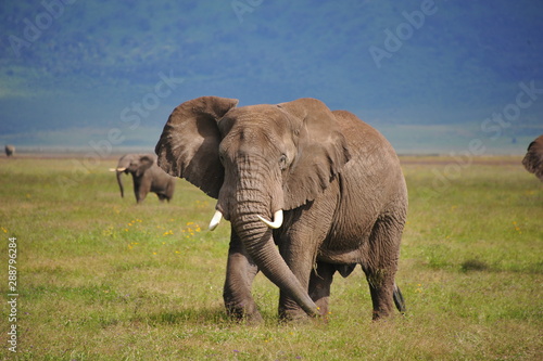 elephant in kenya