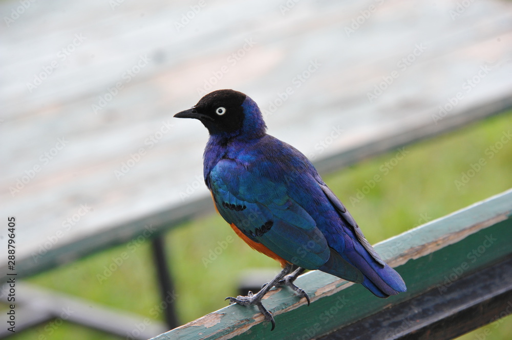 Fototapeta premium blue bird