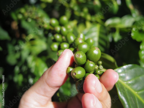 Close up of immature coffee beans © mayuberu