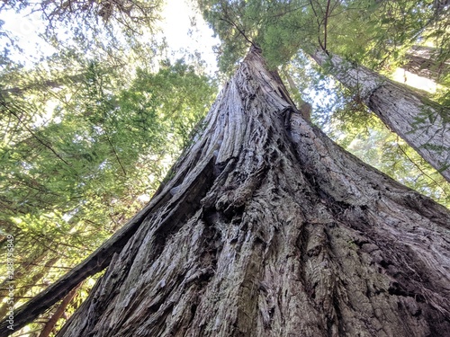 seqoia redwood tree in forest photo