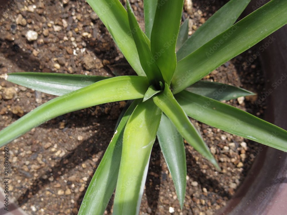 Obraz premium Close up of pineapple plant in a pot