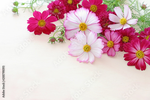 Beautiful cosmos flowers on pale pink background © nana77777