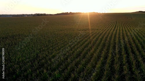 Sunrise Over the Corn Field (Drone Video)