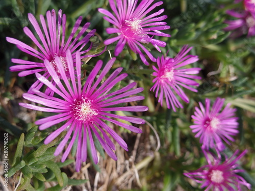Close up of  purple flowers