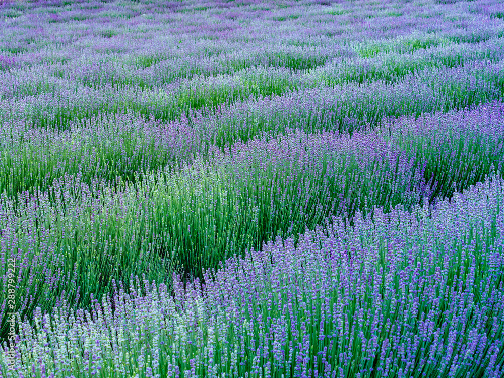 Fototapeta premium rows of lavender covering the full frame
