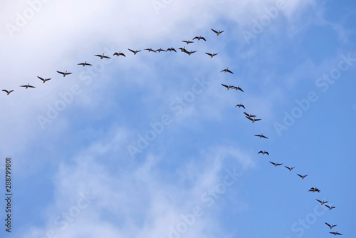 Flock of migrating geese flying in v-formation on blue sky with beautiful clouds