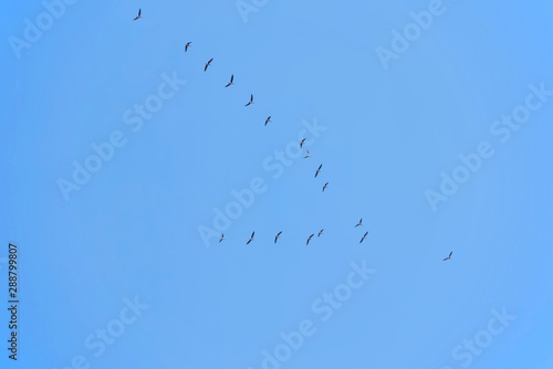 Flock of migrating geese flying in v-formation on blue sky