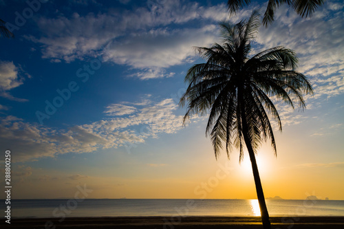 Siluate coconut tree on the beach