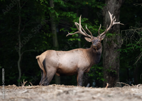 Bull Elk