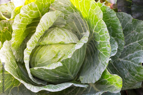 Fresh cabbage from nature.
