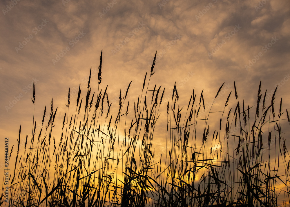 Sunset Grasses