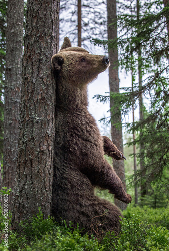 Brown Bear sitting leaning against a tree in a summer forest. Scientific name: Ursus Arctos. Green natural background. Natural habitat. © Uryadnikov Sergey