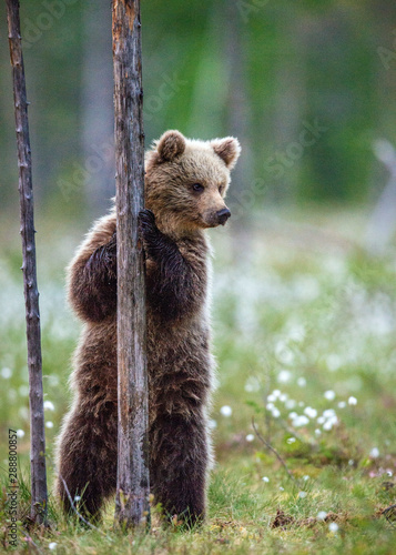 Brown bear cub stands on its hind legs by a tree in summer forest. Scientific name: Ursus Arctos ( Brown Bear). Green natural background. Natural habitat, summer season.