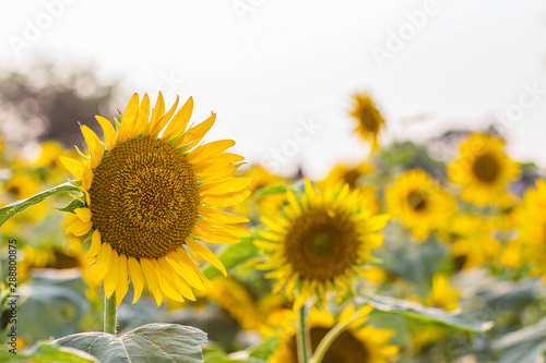 Fototapeta Naklejka Na Ścianę i Meble -  Sunflower at summer in South Korea.