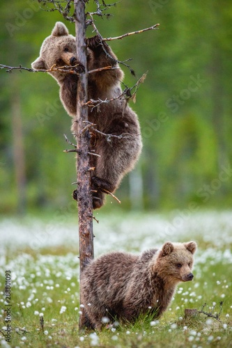 Photography Brown bear cub climbs a pine tree