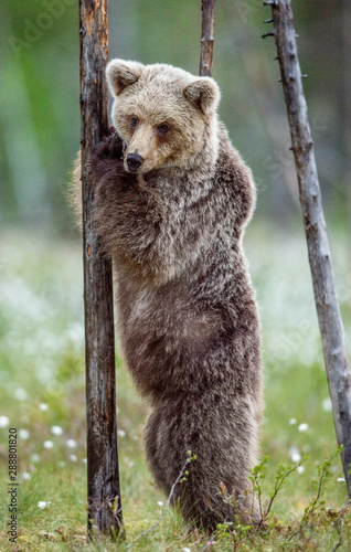 Brown bear cub stands on its hind legs by a tree in summer forest. Scientific name: Ursus Arctos ( Brown Bear). Green natural background. Natural habitat, summer season.