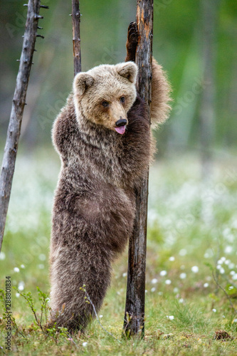 Brown bear cub stands on its hind legs by a tree in summer forest and shows tongue. Scientific name: Ursus Arctos ( Brown Bear). Green natural background. Natural habitat, summer season.