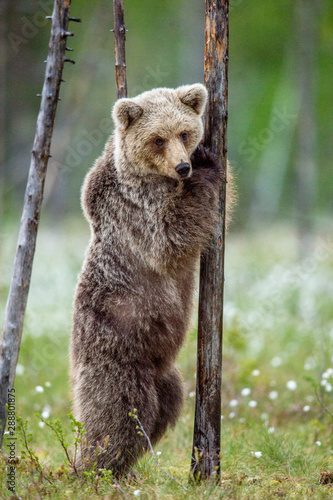 Brown bear cub stands on its hind legs by a tree in summer forest. Scientific name: Ursus Arctos ( Brown Bear). Green natural background. Natural habitat, summer season.