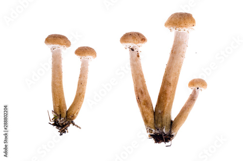 Several edible Armillaria mushrooms isolated on white background photo